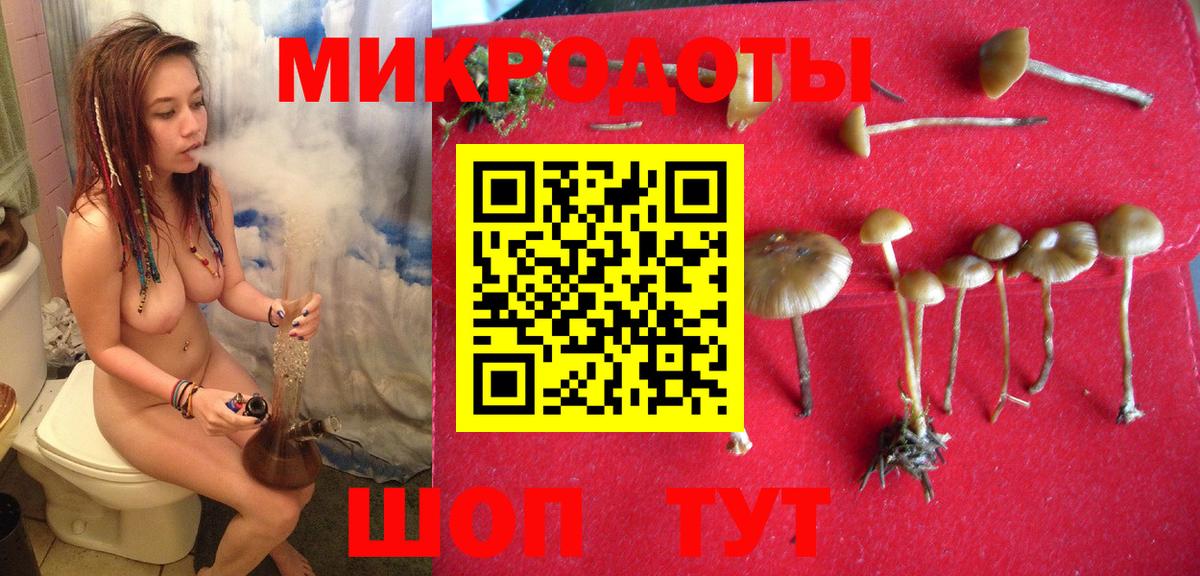 Псилоцибиновые грибы Psilocybe Стрежевой